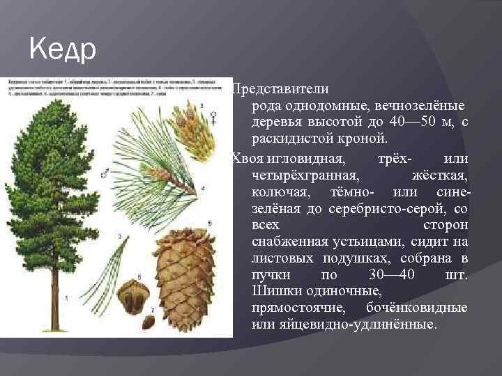 Кедр Представители рода однодомные, вечнозелёные деревья высотой до 40— 50 м, с раскидистой кроной.