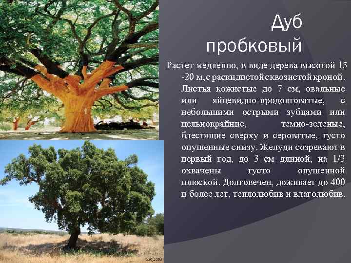 Дуб пробковый Растет медленно, в виде дерева высотой 15 -20 м, с раскидистой сквозистой