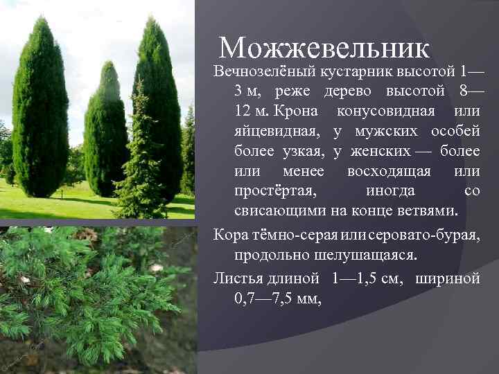 Можжевельник Вечнозелёный кустарник высотой 1— 3 м, реже дерево высотой 8— 12 м. Крона