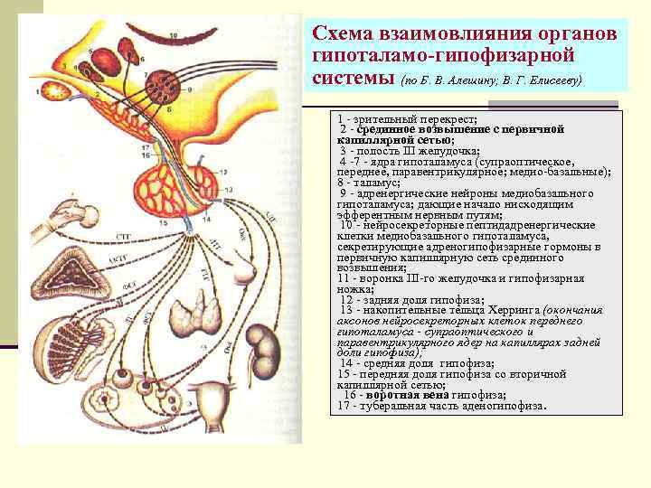 Гипоталамо гипофизарная система рисунок