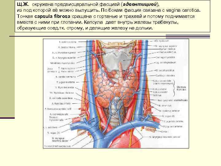 Схема жкт с указанием анатомических отделов