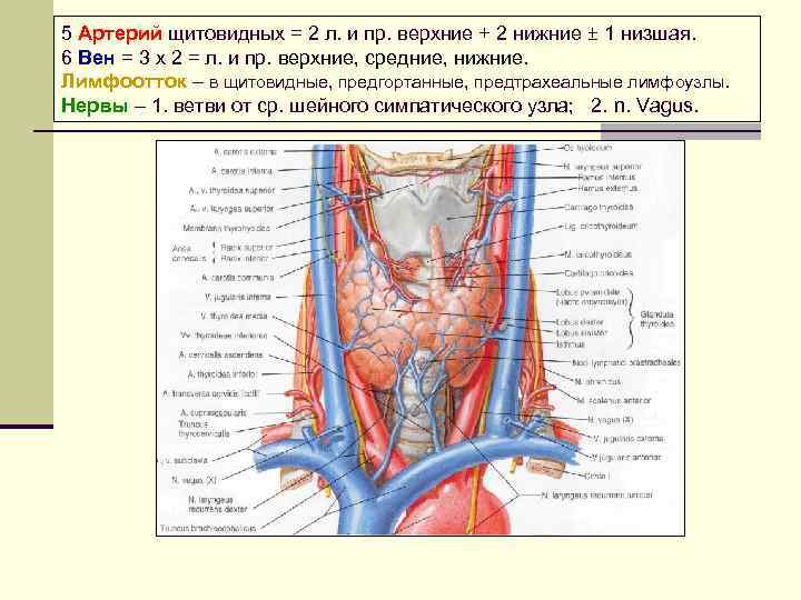 Эндокринные железы картинки