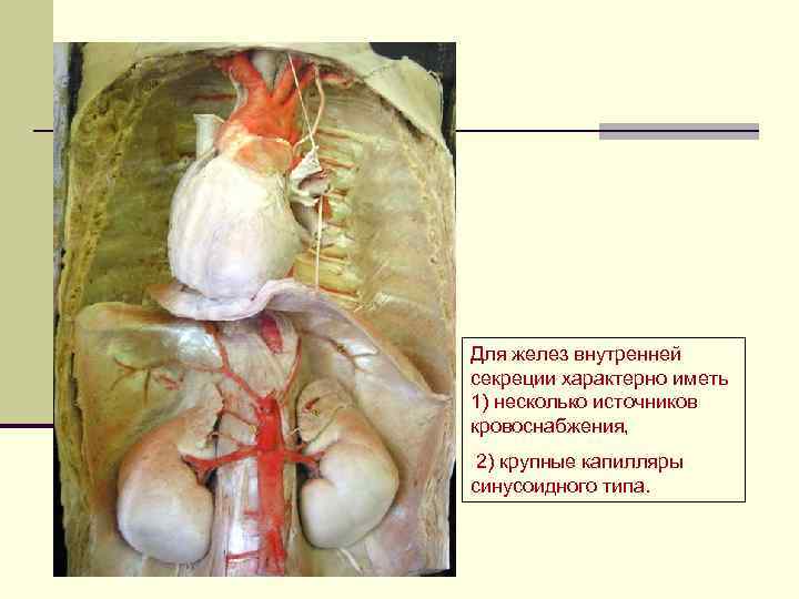 Для желез внутренней секреции характерно иметь 1) несколько источников кровоснабжения, 2) крупные капилляры синусоидного