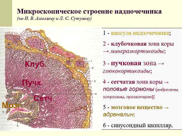 Микроскопическое строение надпочечника (по И. В. Алмазову и Л. С. Сутулову) 1 - капсула