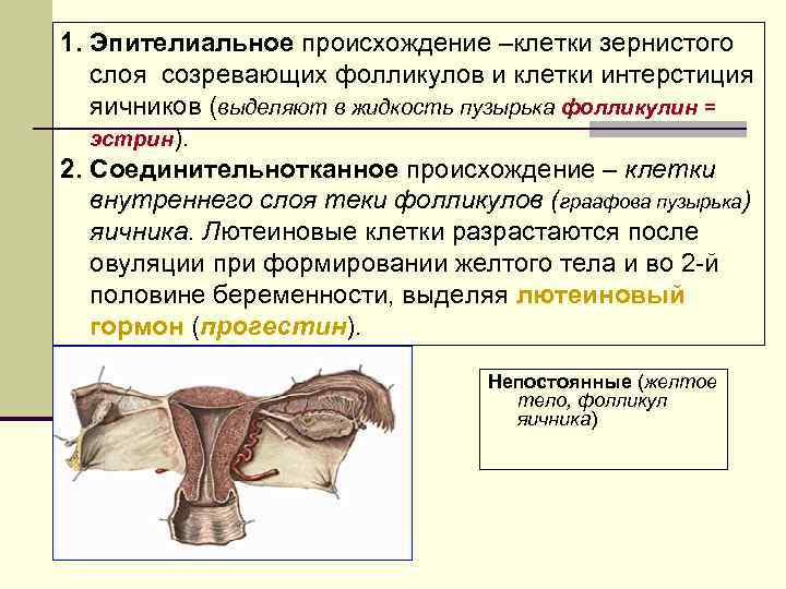 1. Эпителиальное происхождение –клетки зернистого слоя созревающих фолликулов и клетки интерстиция яичников (выделяют в