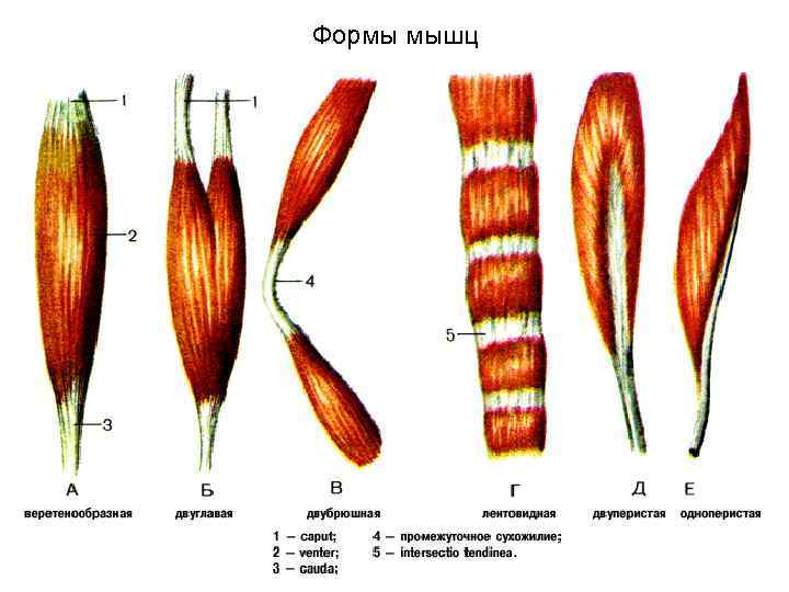 Формы мышц 