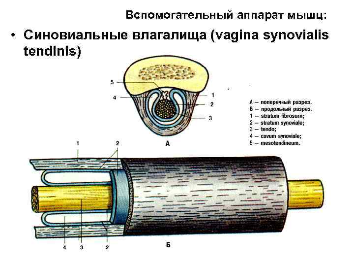 Вспомогательный аппарат мышц: • Синовиальные влагалища (vagina synovialis tendinis) 