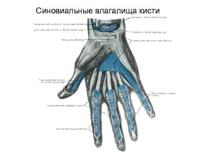 Синовиальные влагалища кисти 
