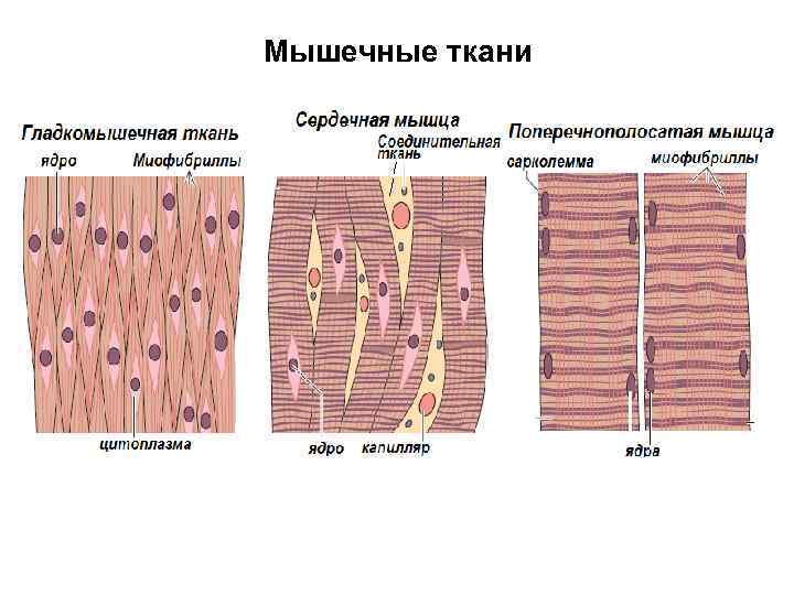 Мышечные ткани 