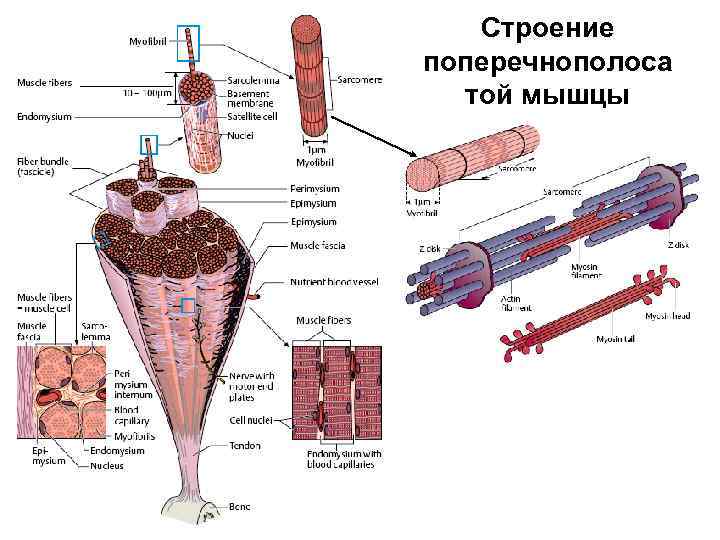 Строение поперечнополоса той мышцы 