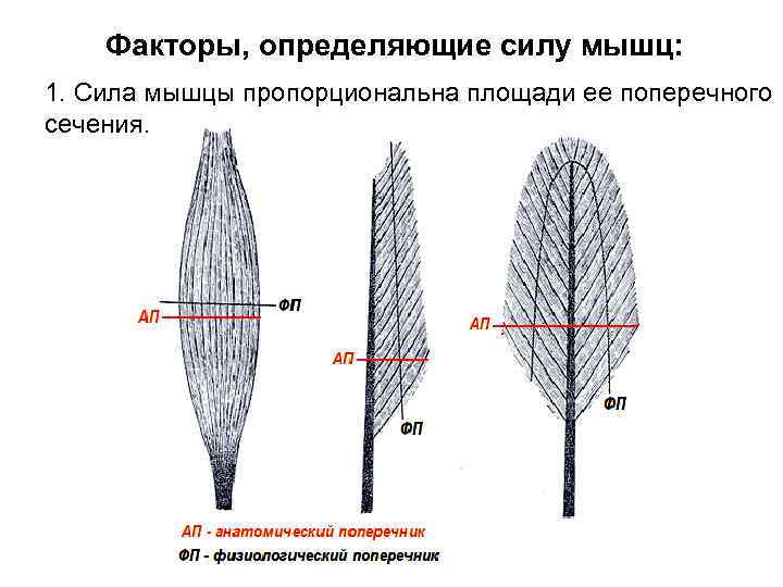 Квадратное сечение волос