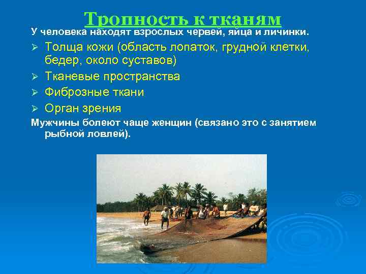 Тропность к тканям У человека находят взрослых червей, яйца и личинки. Толща кожи (область