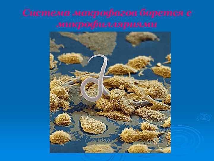 Система макрофагов борется с микрофилляриями 