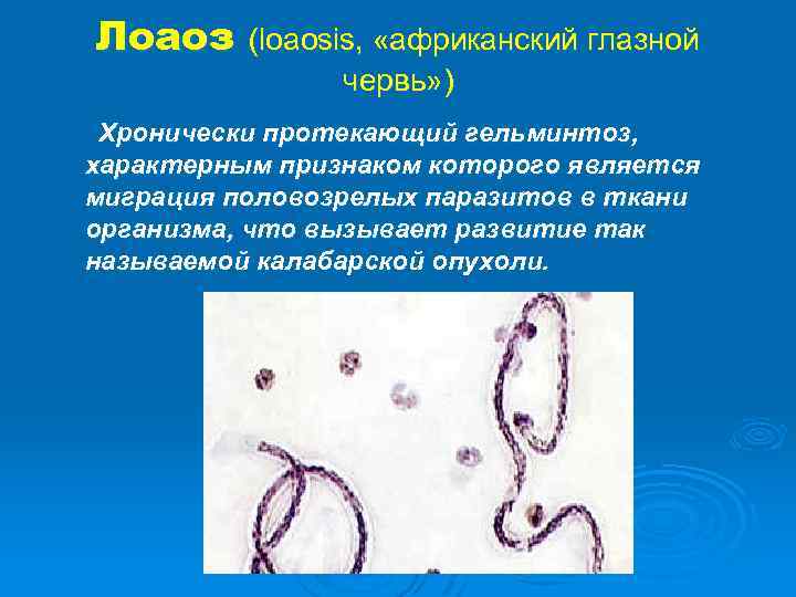 Лоаоз (loaosis, «африканский глазной червь» ) Хронически протекающий гельминтоз, характерным признаком которого является миграция