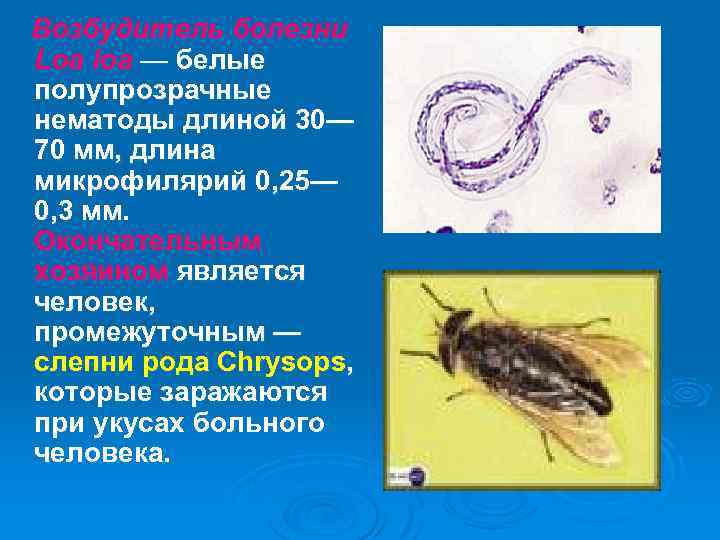 Возбудитель болезни Loa loa — белые полупрозрачные нематоды длиной 30— 70 мм, длина микрофилярий