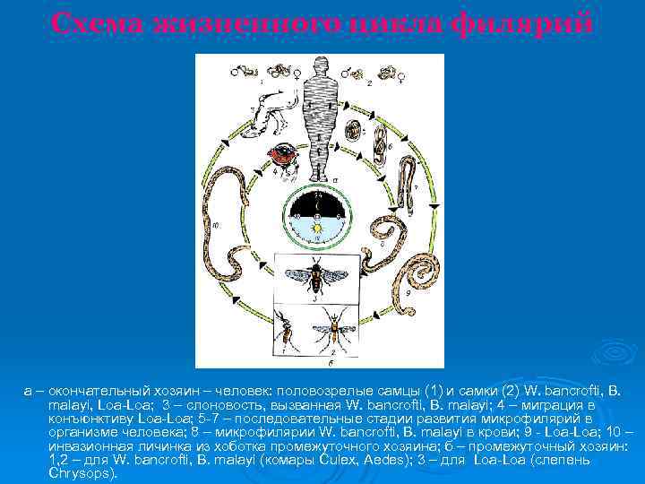 Схема жизненного цикла филярий а – окончательный хозяин – человек: половозрелые самцы (1) и