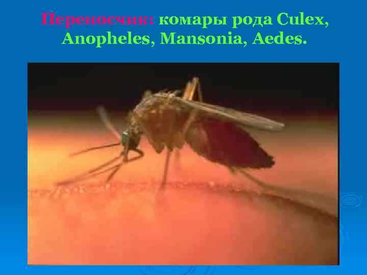 Переносчик: комары рода Culex, Anopheles, Mansonia, Aedes. 