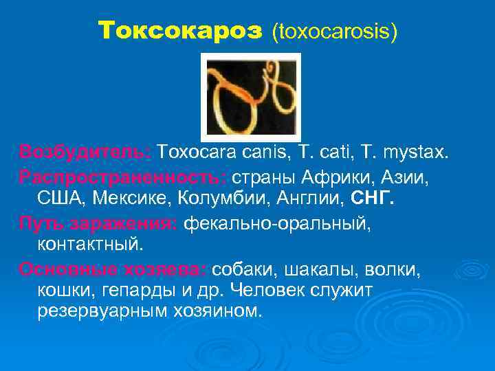 Токсокароз (toxocarosis) Возбудитель: Toxocara canis, T. cati, T. mystax. Распространенность: страны Африки, Азии, США,
