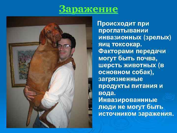 Заражение Происходит при проглатывании инвазионных (зрелых) яиц токсокар. Факторами передачи могут быть почва, шерсть