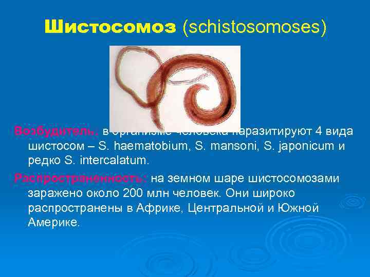 Шистосомоз (schistosomoses) Возбудитель: в организме человека паразитируют 4 вида шистосом – S. haematobium, S.
