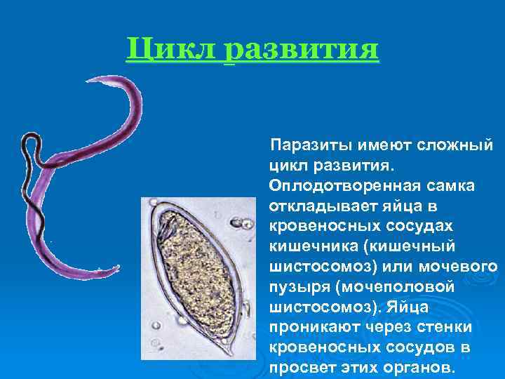 Шистосома. Кровяные сосальщики – Schistosoma цикл. Шистосома строение. Строение шистосомы кровяной. Строение мочеполовой шистосомы.