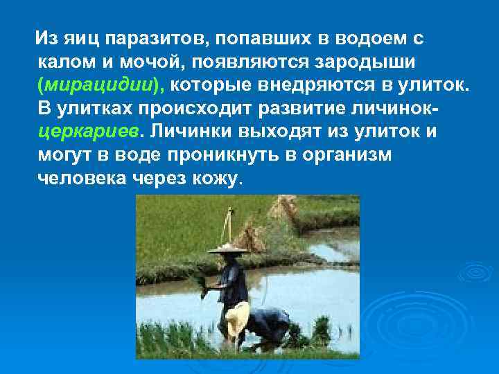  Из яиц паразитов, попавших в водоем с калом и мочой, появляются зародыши (мирацидии),