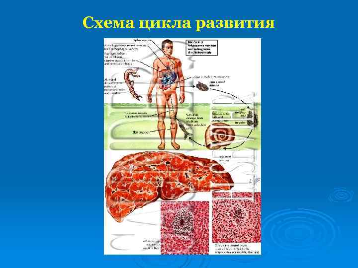 Схема цикла развития 