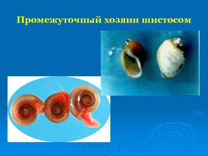 Промежуточный хозяин шистосом 