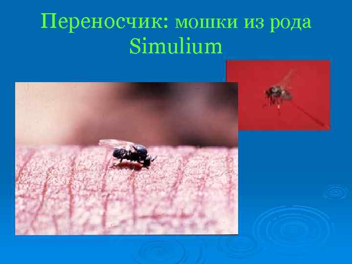 Переносчик: мошки из рода Simulium 