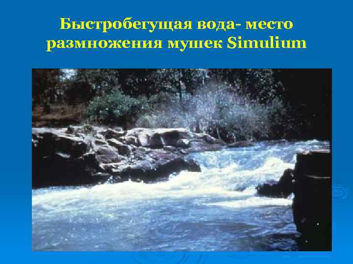 Быстробегущая вода- место размножения мушек Simulium 