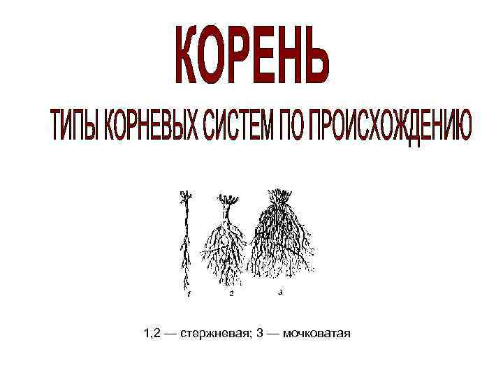 1, 2 — стержневая; 3 — мочковатая 