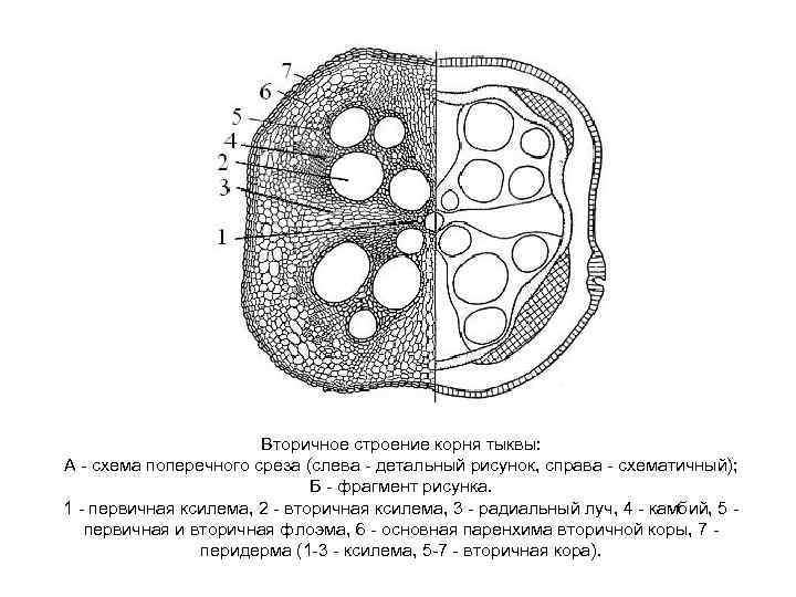 Схема поперечного среза семени