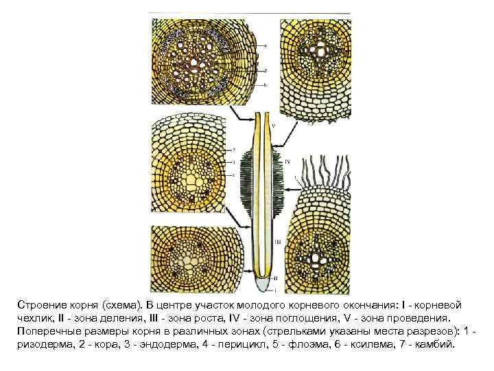 На рисунке изображено микроскопическое строение корня в какой из зон был сделан срез 1 всасывания