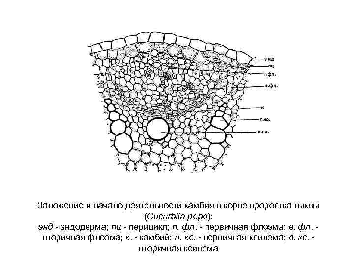 Какую функцию выполняет камбий корня у растений. Заложение и начало деятельности камбия в корне проростка тыквы. Первичное строение корня тыквы. Поперечный срез корня тыквы. Первичное строение корня на поперечном срезе корня ириса.