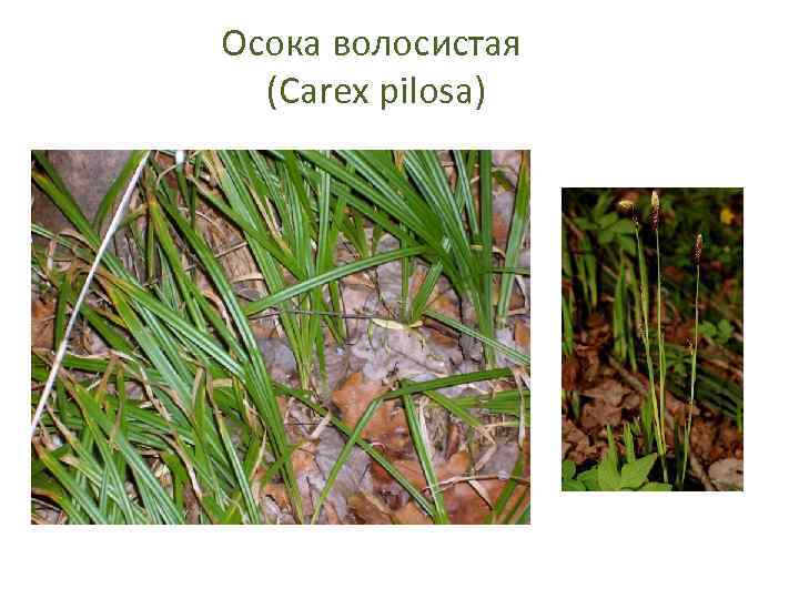 Осока волосистая (Carex pilosa) 