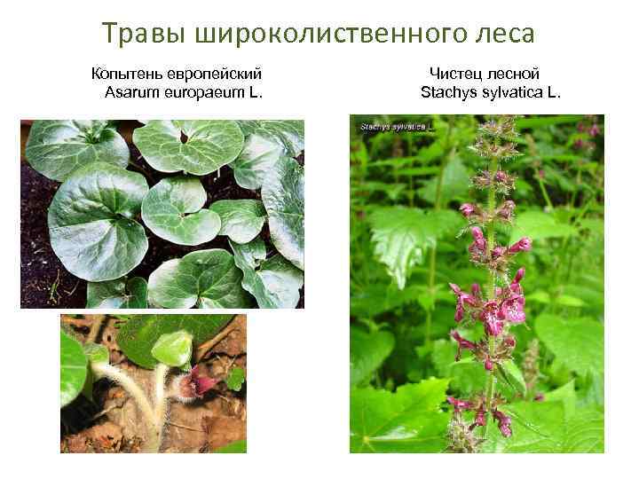 Травы широколиственного леса Копытень европейский Asarum europaeum L. Чистец лесной Stachys sylvatica L. 