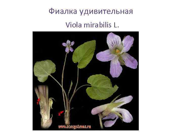 Фиалка удивительная Viola mirabilis L. 