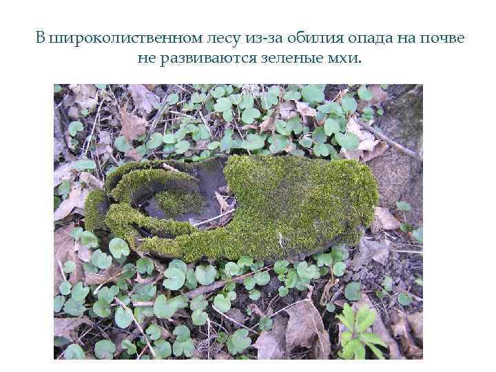 В широколиственном лесу из-за обилия опада на почве не развиваются зеленые мхи. 