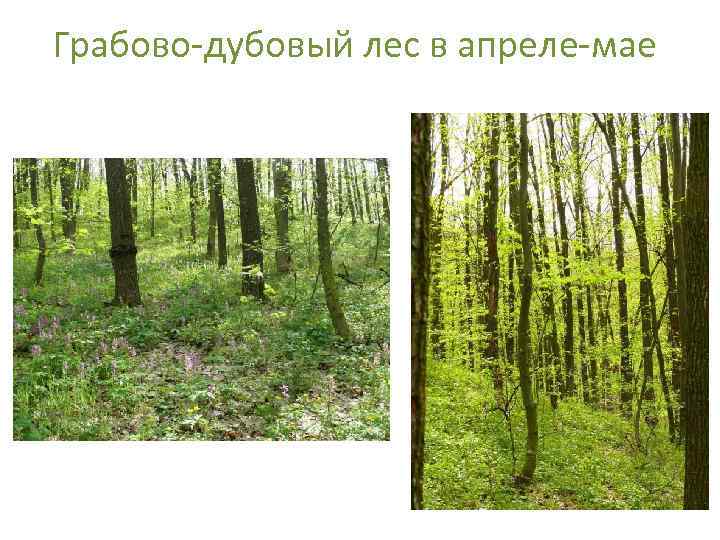 Грабово-дубовый лес в апреле-мае 