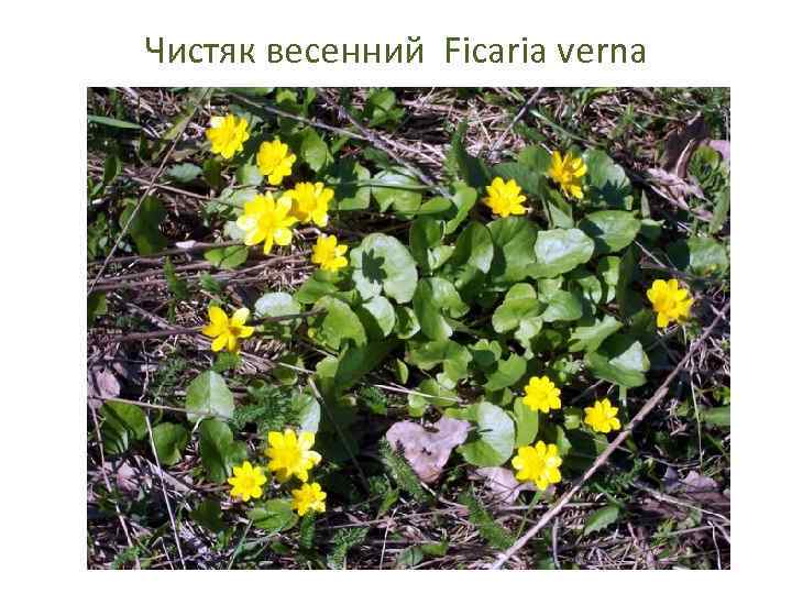 Чистяк весенний Ficaria verna 