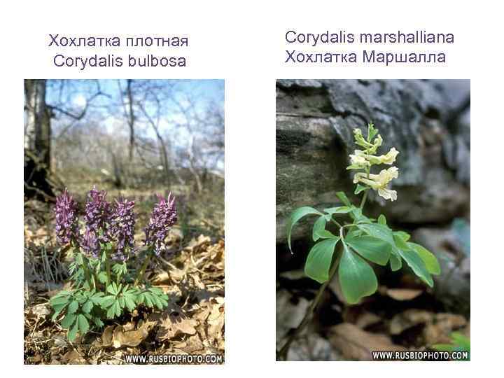Хохлатка плотная Corydalis bulbosa Corydalis marshalliana Хохлатка Маршалла 
