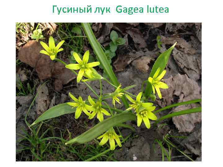 Гусиный лук Gagea lutea 