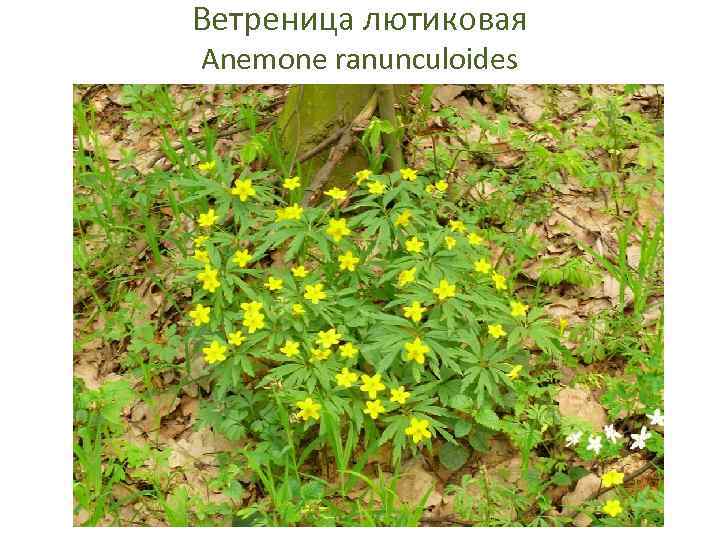 Ветреница лютиковая Anemone ranunculoides 