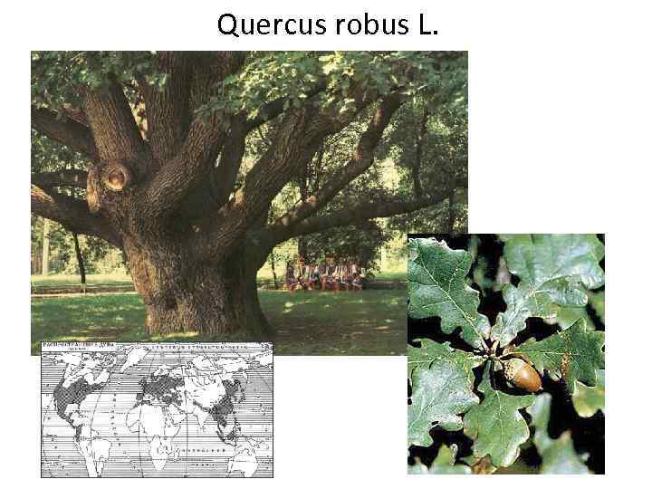 Quercus robus L. 