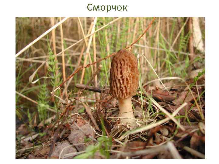 Сморчок 