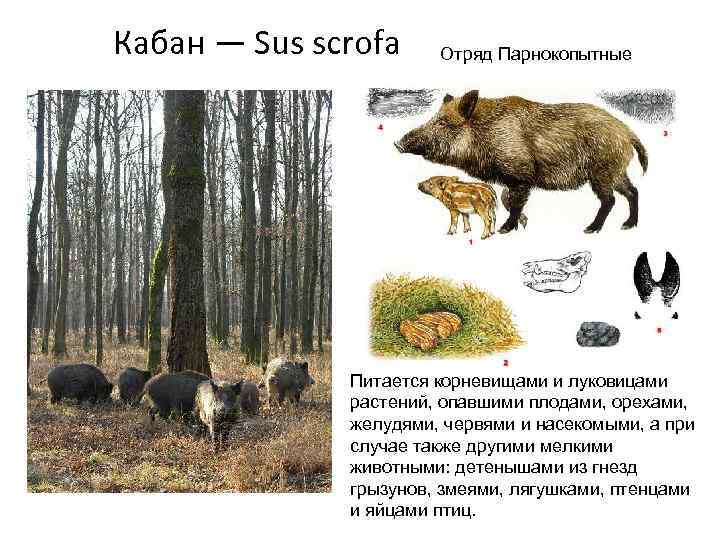 Кабан — Sus scrofa Отряд Парнокопытные Питается корневищами и луковицами растений, опавшими плодами, орехами,