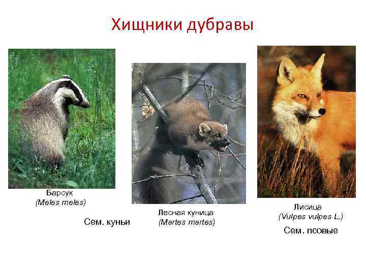 Хищники дубравы Барсук (Meles meles) Сем. куньи Лесная куница (Martes martes) Лисица (Vulpes vulpes