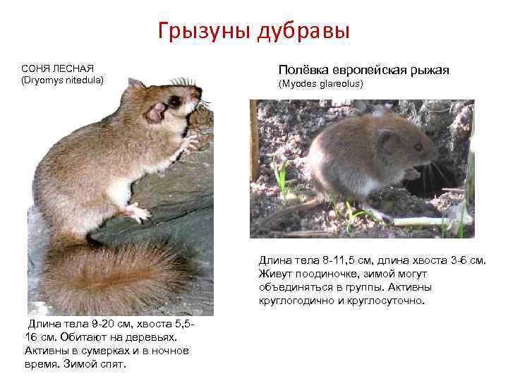 Грызуны дубравы СОНЯ ЛЕСНАЯ (Dryomys nitedula) Полёвка европейская рыжая (Myodes glareolus) Длина тела 8
