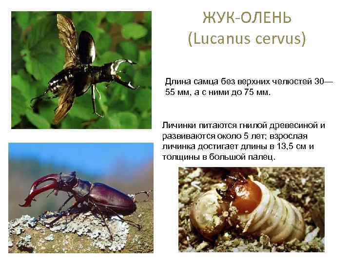 ЖУК-ОЛЕНЬ (Lucanus cervus) Длина самца без верхних челюстей 30— 55 мм, а с ними