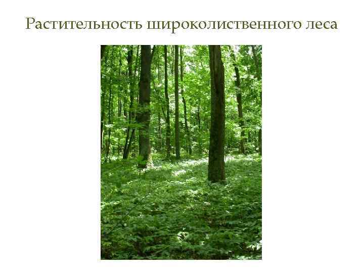 Растительность широколиственного леса 